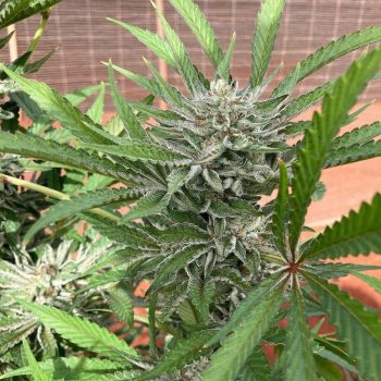 Green River Cannabis Seeds by Pakalolo Seeds