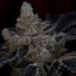 grounded-genetics-the-glow-feminised-cannabis-seeds_1