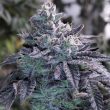 guava-jelly-weed-seed-grounded-genetics