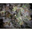 paradise-seeds-gulapa-feminised-cannabis-seeds