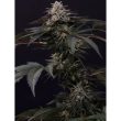 paradise-seeds-gulapa-feminised-cannabis-seeds