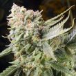 gummy-bears