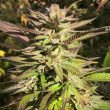 haole-brownie-weed-seed-pakalolo-seeds