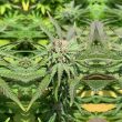 haole-brownie-weed-seed-pakalolo-seeds