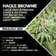 haole-brownie-weed-seed-pakalolo-seeds