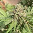 haole-brownie-weed-seed-pakalolo-seeds