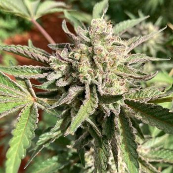 Haole Brownie Cannabis Seeds by Pakalolo Seeds