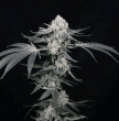 compound-genetics-permafunk
