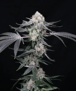 high society compound genetics seeds