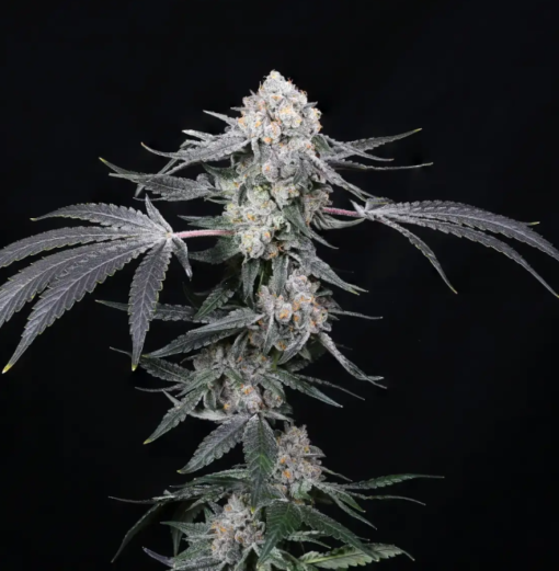 high society compound genetics seeds