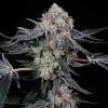 high society compound genetics seeds