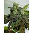 holy-smoke-gold-barz-feminized-cannabis-strain