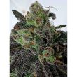 holy-smoke-gold-barz-feminized-cannabis-strain