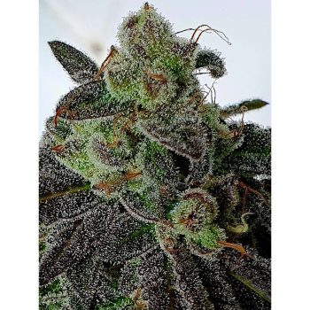 Gold Barz Feminized Cannabis Seeds by Holy Smoke Seeds