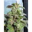 holy-smoke-dark-coffee-cannabis-feminised-seeds_1