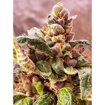 Jelly Cake Weed Seeds Regular by Holy Smoke Seeds