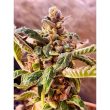 holy-smoke-seeds-jelly-cake-weed-seed_1