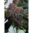 jelly-donuts-female-weed-seed-holy-smoke-seeds