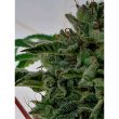 melted-oreoz-feminised-weed-seeds-holy-smoke_2