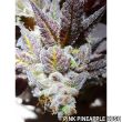 holy-smoke-seeds-pink-pineapple-kush-feminized-cannabis-strain
