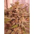 raspberry-oreoz-holy-smoke-seeds