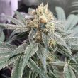 Honey Gas Regular Cannabis Seeds by Old School Genetics