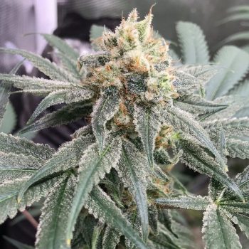 Honey Gas Regular Cannabis Seeds by Old School Genetics
