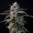 honeycomb-pave-compound-genetics-honeycomb-pave-feminized-seeds-compound-genetics