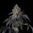 honeycomb-pave-compound-genetics-honeycomb-pave-feminized-seeds-compound-genetics