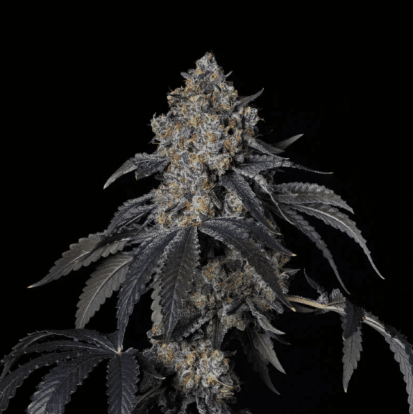 honeycomb-pave-compound-genetics-honeycomb-pave-feminized-compound-genetics compound genetics honeycomb pave