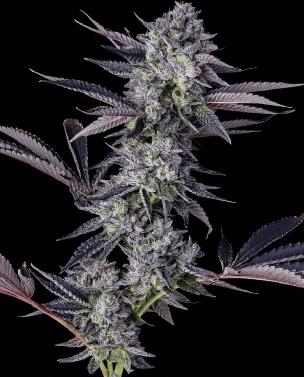 honeycomb-pave-compound-genetics-honeycomb-pave-feminized-seeds-compound-genetics compound genetics honeycomb pave