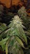 hot-tropic-regular-cannabis-seeds-by-oni-seed-co