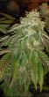 hot-tropic-regular-cannabis-seeds-by-oni-seed-co
