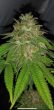 hot-tropic-regular-cannabis-seeds-by-oni-seed-co