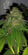 hot-tropic-regular-cannabis-seeds-by-oni-seed-co