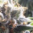 hotgg—barbara-bud