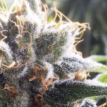 Barbara Bud Regular Cannabis Seeds by House Of The Great Gardener