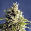 Ghani AF AKA GG#1 Regular Cannabis Seeds by House Of The Great Gardener