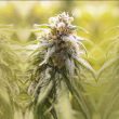 house-of-the-great-gardener—cbd-afghani