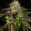 ice-cream-cone-cannabis-seeds-archieve-seedbank_1