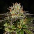 ice-cream-cone-cannabis-seeds-archieve-seedbank_1