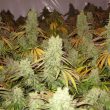 paradise-seeds—ice-cream