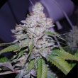 paradise-seeds—indica-champions-pack
