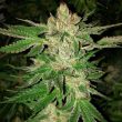 island-g-seed-oni-seeds