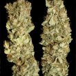 paradise-seeds—jacky-white