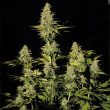 paradise-seeds—jacky-white