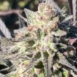 black-tuna-jaguar-negro-cannabis-seeds