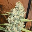 jedi-kush-female-the-cali-connection
