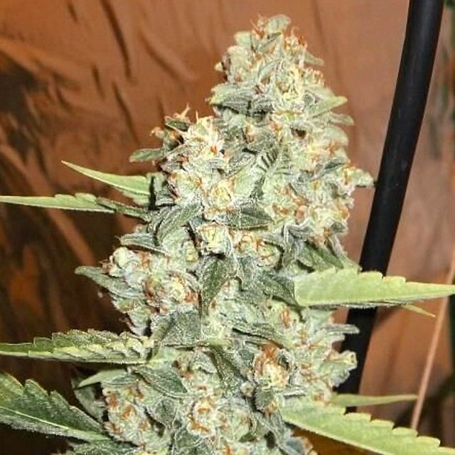 Jedi Kush Female Cannabis Seeds by The Cali Connection