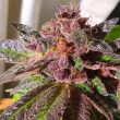 jelly-donuts-female-weed-seed-holy-smoke-seeds